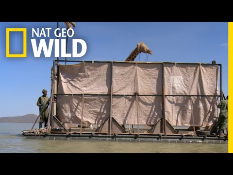 Stranded Giraffe Gets a Ride on "The Giraft" | Saving Giraffes: The Long Journey Home | Nat Geo Wild