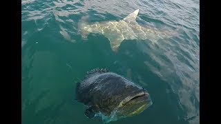 Giant Hammerhead Shark and Goliath Grouper Action!