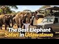 A Morning with Elephants | Udawalawe Safari, Sri Lanka
