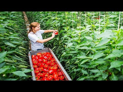 Video: Agrotecnología De Pimientos En Invernaderos De Película