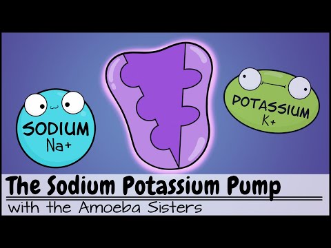 Sodium Potassium Pump