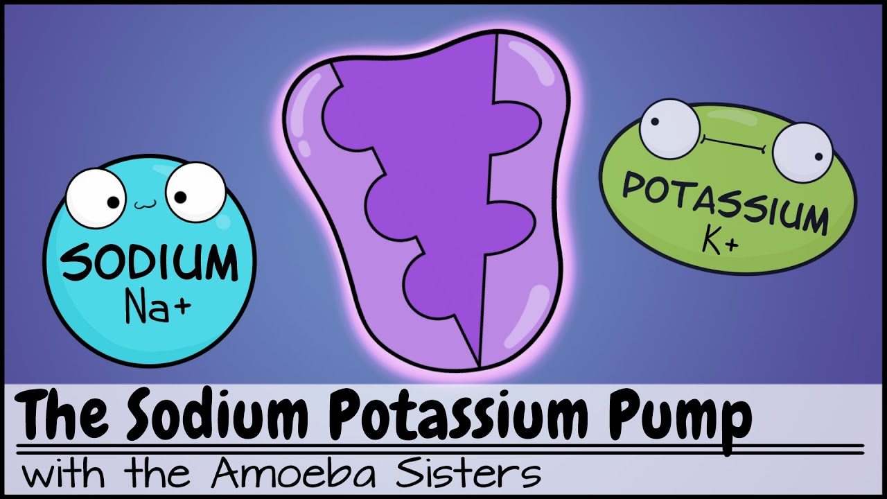 Explore the sodium potassium pump (Na+/K+ pump), with the Amoeba Sisters! 