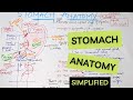 Stomach anatomy  simplified