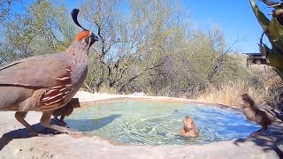 Quail Chick Swims to Dad, Gets Foot Stuck