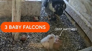 Feeding time for three baby falcons | BGSU Falcon Cam 2024