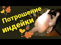 Потрошение бройлерной индейки