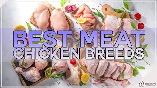 Best Meat Chicken Breeds