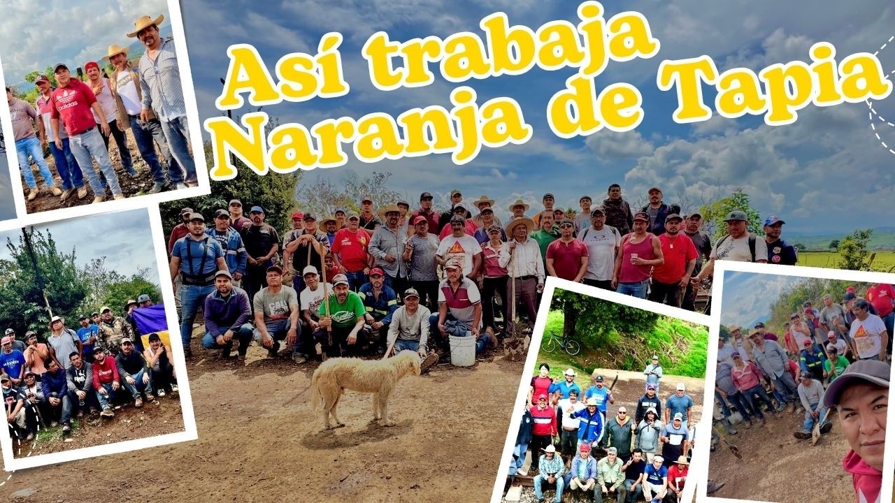Faena con más de 50 personas: ¡Naranja de Tapia trabaja unido por su comunidad.