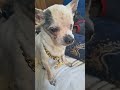 Cute? cute puppy dog video #cutepuppy #Chihuahua #cutedog