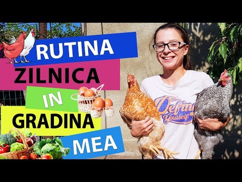 Video: Cum Să Faci Totul Planificat într-o Zi