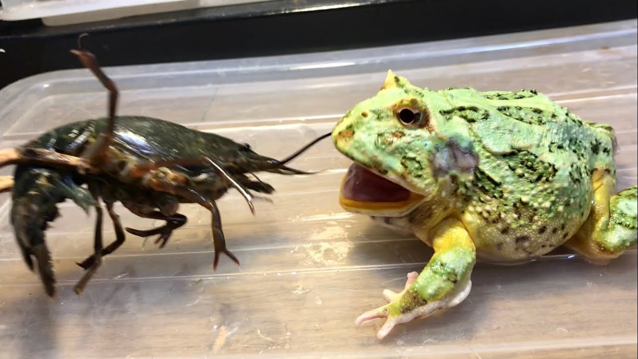 ツノガエルにザリガニを与えてみた結果•••｜オトナ水族館