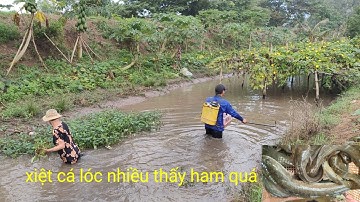 xiệt cá mùa lúa được nhiều cá lóc cá trê nhiều thấy ham quá 