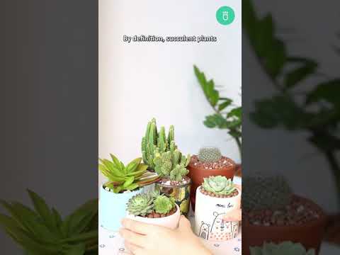 Video: Kas ir sulīgs augs - sukulents vs. Kaktuss un citas sukulentu augu īpašības