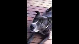 Benson Says Hello Talking Staffy X.