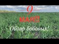 9 мая! Обзор бобовых!