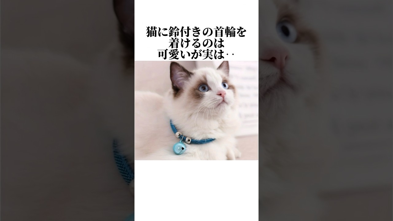 猫に鈴付きの首輪をつけるのをオススメしない理由😱【猫の雑学】猫の秘密7選😭#ねこ #ねこ動画 #ねこのきもち