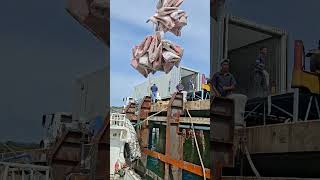 Download Lagu gaskan trus ketua jangan kaseh kendor💪🔥🐟 MP3