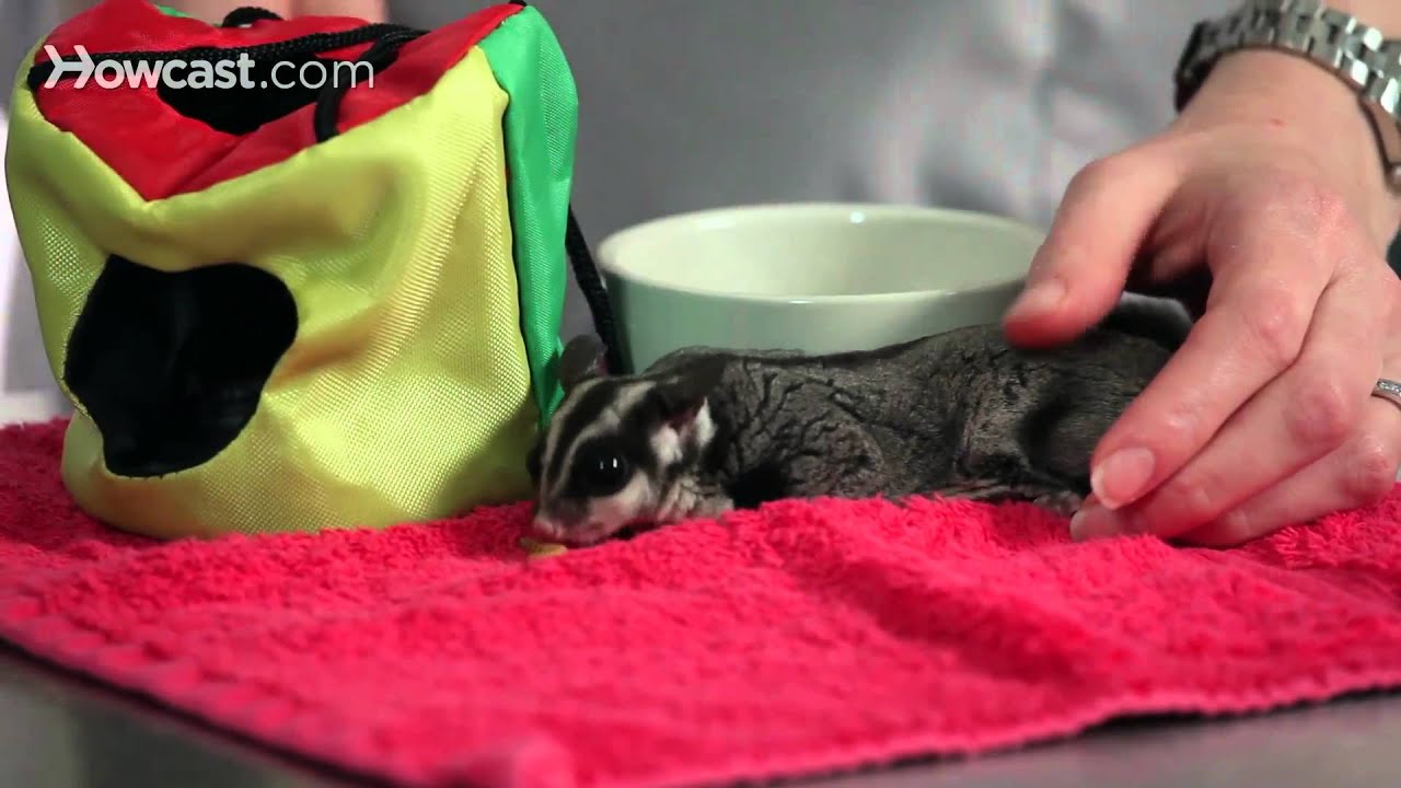 Are Sugar Gliders Good With Cats And Dogs