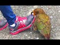 Kea  naughty alpine parrot of new zealand