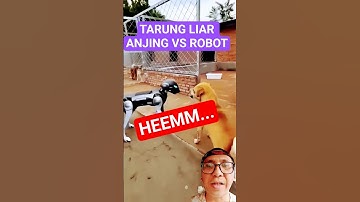 TARUNG LIAR ANJING VS ROB0T🔥 🔥 #trendingshorts #dog #anjing #robot
