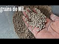 Grains de mil pour la bouillie moni kourou grumeauxdemil