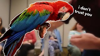 How to Regain Your Parrot’s Trust | Jewels the Green Winged Macaw