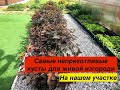 Самые неприхотливые кустарники для живой изгороди на нашем участке.