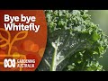 Control whitefly with this three-pronged attack | Pest and disease control | Gardening Australia