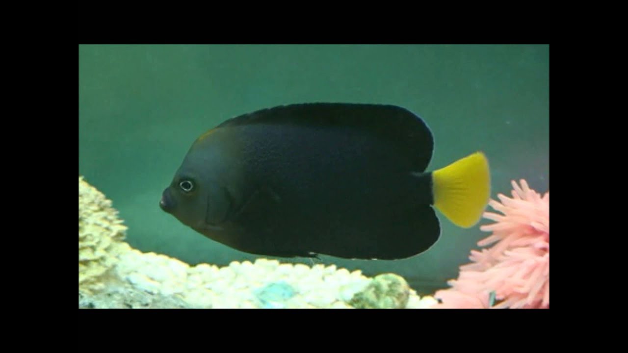 Holacanthinae Pomacanthidae おさかなマガジン Holacanthinae Pomacanthidae おさかなマガジン