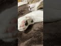肉球のピンク度が高い🟰ポカポカ