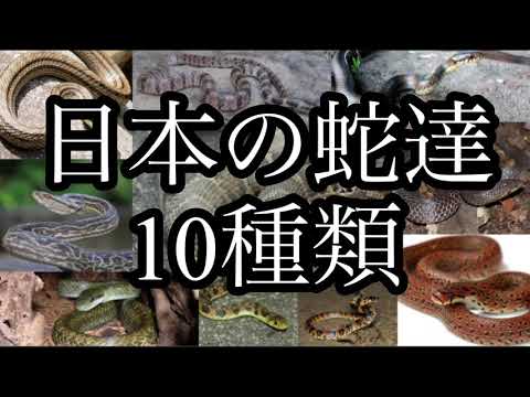 日本の蛇達 1Ø種類を紹介します