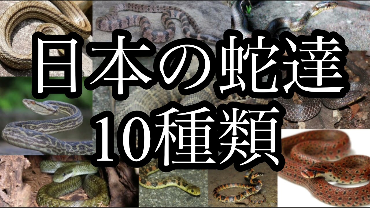 日本の蛇達 1o種類を紹介します Youtube