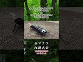 グランディスオオクワガタ インドラプトル vs シェンクリングオオクワガタ ハイドロポンプ #クワガタ #昆虫バトル #虫バトル