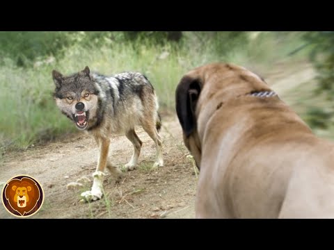 Vidéo: Le Fila Brasileiro (mastiff brésilien) est un grand chien de garde