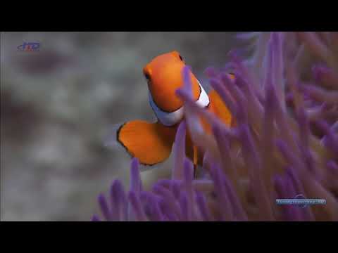 Зачем анемоновые рыбы, род Амфиприоны (Amphiprion), при определённых условиях могут менять свой пол?