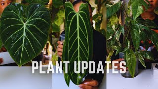 PLANT UPDATES| The Queen, Gloriosum & More | Plant Love