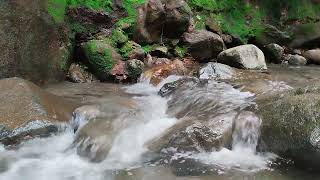 The sound of cicadas in the wild and the sound of gurgling water flowing are calm and clear