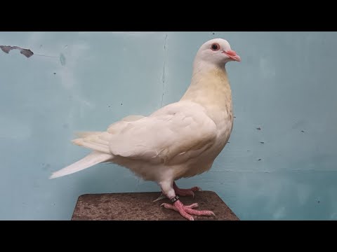 Video Bồ Câu Gà Mỹ Trắng [ trạng 1kg ] - youtube