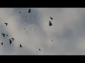 100 николаевских чубатых голубей в небе. 29 ноября 2022 г.
