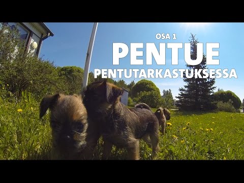 Video: Koirien painotapahtumat