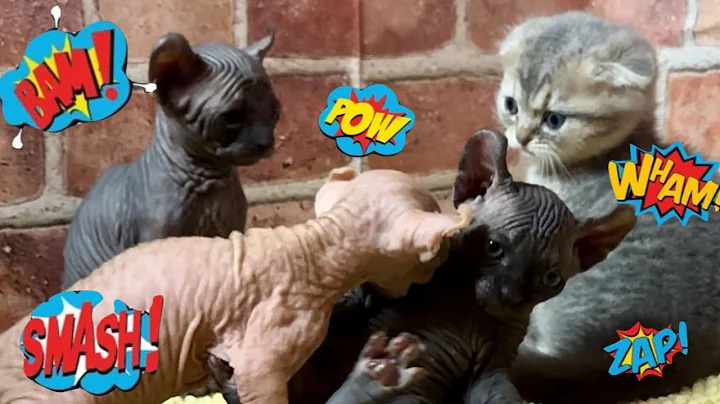 Video 6103651: kittens pets sphynx scottishfold, fight kittens pets sphynx, sphynx cats kitten pets