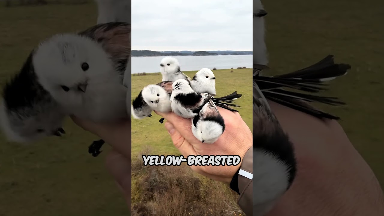 5 Weirdest Bird Names in the Animal Kingdom #Animals #AnimalFacts