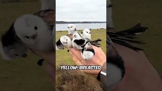 5 Weirdest Bird Names in the Animal Kingdom #Animals #AnimalFacts