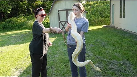 How fast do reticulated pythons grow??