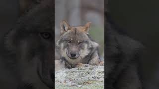 Wolves and Ravens: Nature’s Unlikely Hunting Partners
