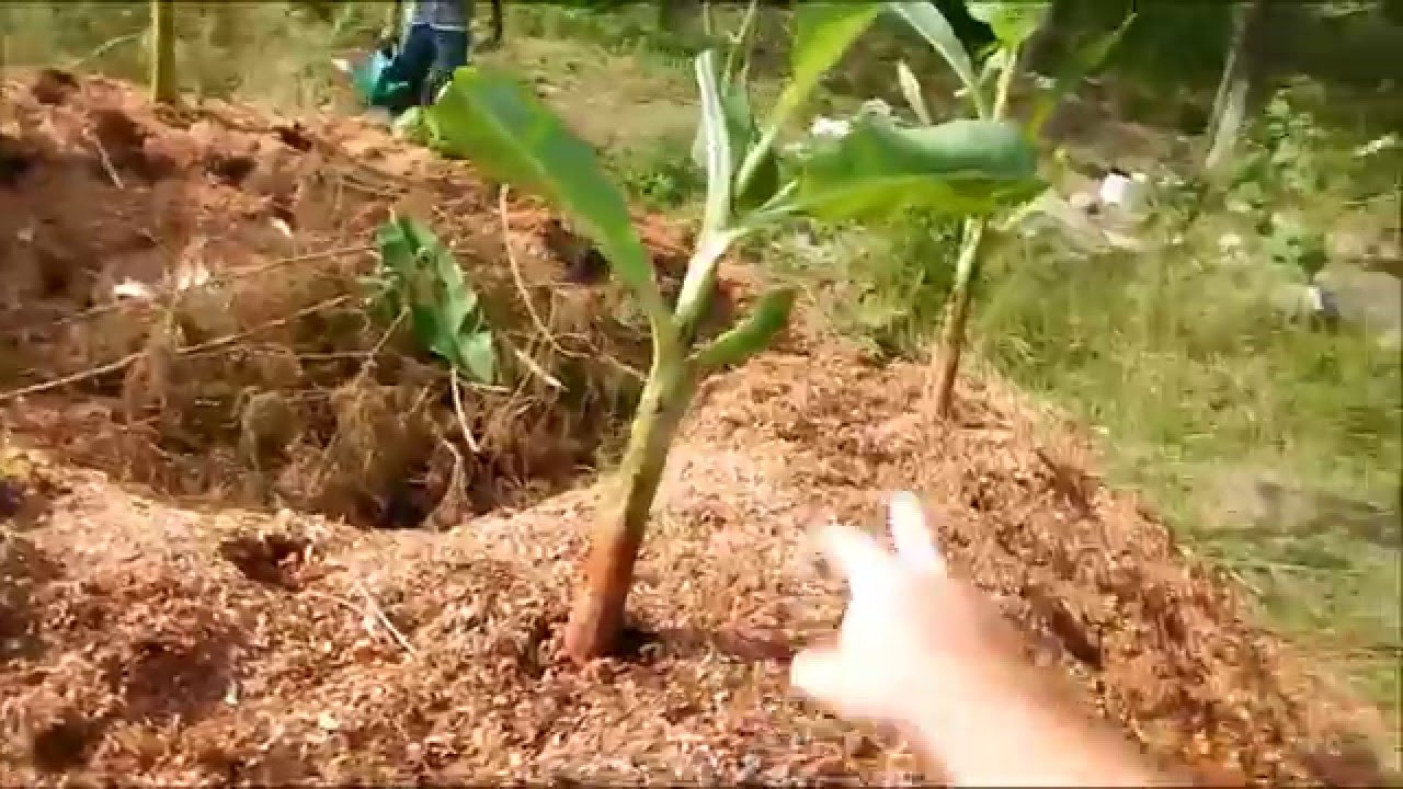 homestead banana circle YouTube