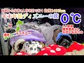 【年末年始ディズニーの旅】寒波0℃！家族4人車中泊！家族4人で福岡から車でディズニーの旅へ！年越しディズニー編！
