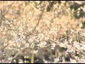山口県柳井市 国天然記念物 余田臥龍梅(よたがりゅうばい)です。