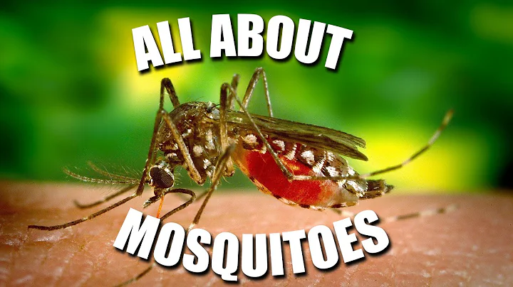 All About MOSQUITOES! - Kids News Break - DayDayNews