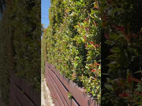 Video: Eugenia krūmu audzēšana kā privātuma dzīvžogs